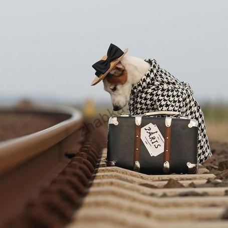 Як подорожувати з домашніми тваринами? Як подорожувати з домашніми тваринами?