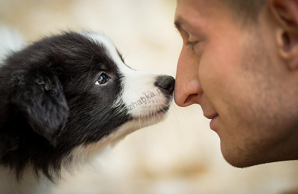 Ось чому люди гірші за собак Ось чому люди гірші за собак
